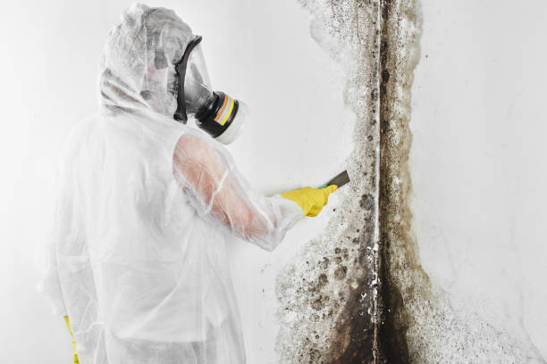 Mold Remediation for Rental Properties in Gnadenhutten, OH